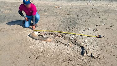 Hallan dos delfines muertos en playas de Tabasco; Profepa investiga causas