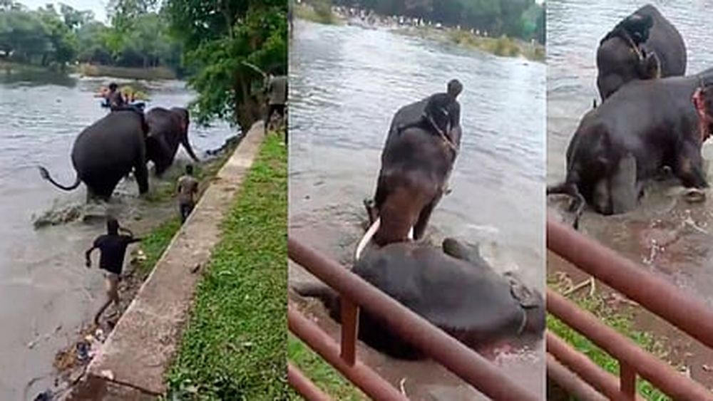 Turista muere aplastada por un elefante durante pelea en santuario de India