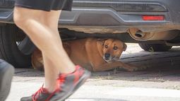Suma IMPA cerca de 700 reportes por maltrato animal en 2026