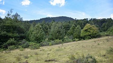 mexico impulsa estrategia forestal sustentable con participacion indigena