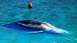 Hallan muerta a Timmy, la ballena jorobada rescatada en Alemania
