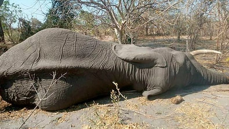 Cientos de elefantes fallecieron en el norte de Botsawana los pasados meses de mayo y junio (Foto Facebook: Botswana Safari News)