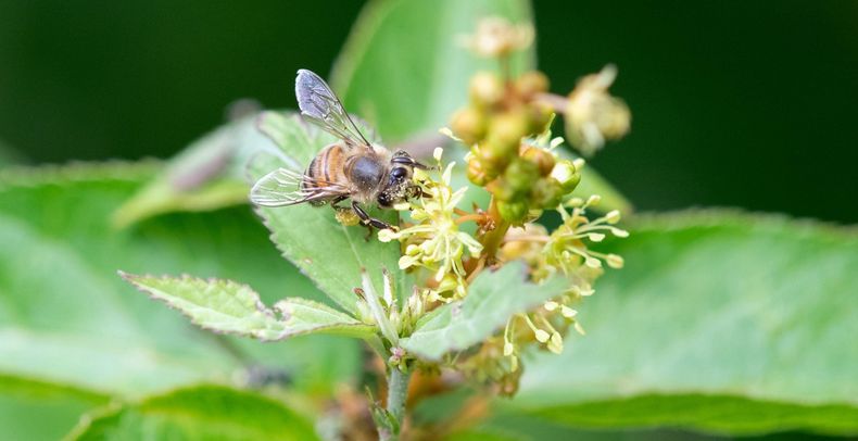Celebrarán Día Mundial de las Abejas