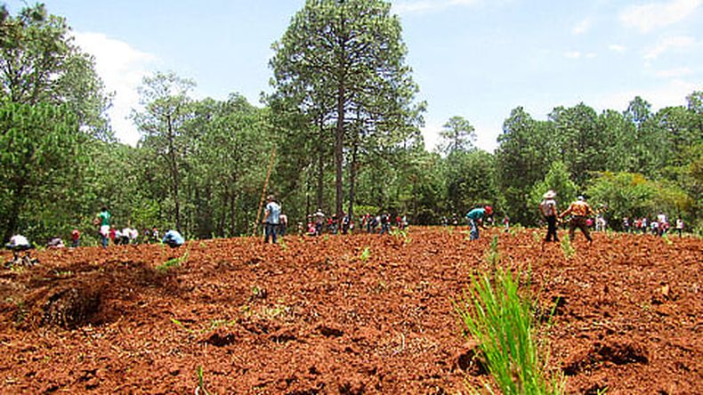 La campaña de reforestación que inició el pasado 9 de julio y concluirá a finales del mes de septiembre (Foto: Cofom)