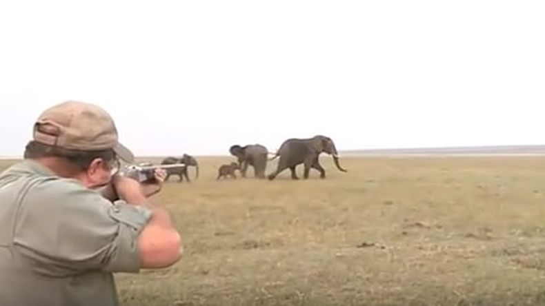 Al ver a su compañero herido el resto de elefantes estalla en ira y sale corriendo embravecida en dirección hacia donde se encontraban los cazadores (Foto: Captura)