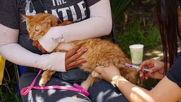 ¿tu mascota ya esta vacunada? habra jornada gratuita este sabado