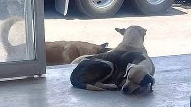Advierten multas de hasta 50 mil pesos por envenenamiento animal