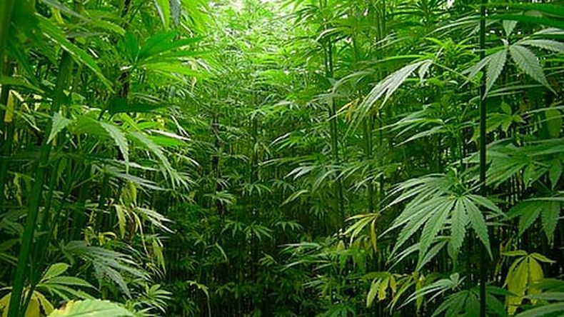 Senado aprueba en lo general, con 98 votos a favor, el uso medicinal de la marihuana