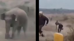 Elefante mata a cazador y graban el momento