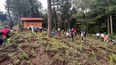 alertan escasez de oyamel en la zona de la mariposa monarca