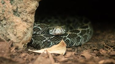 ¿sabias que en el zoologico de morelia hay una serpiente de 5 metros? ¡ve a conocerla!