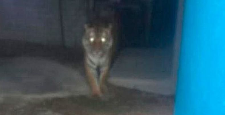 mimorelia%2F2025 12 20%2Fn9fk1b2k%2Fmimorelia tigre.jpg?w=480&auto=format%2Ccompress&fit=max