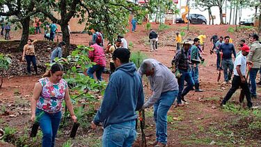 plantaran 10 mil arboles en area natural protegida mesa de tzitzio
