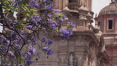 jacarandas: la decision inesperada que pinto de morado a mexico
