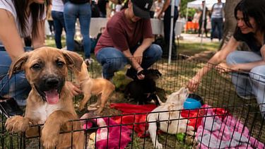 Morelia tendrá feria de adopción con yoga, bazar y apoyo para lomitos y michis