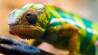 Día Internacional de la Diversidad Biológica: alertan por el deterioro de ecosistemas