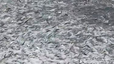 Captan inusual llegada de sardinas a bahía de Puerto Escondido