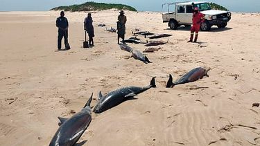 Se está llevando a cabo una investigación para determinar las causas de la muerte (Foto Facebook: Administração Nacional das Áreas de Conservação)