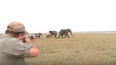 Al ver a su compañero herido el resto de elefantes estalla en ira y sale corriendo embravecida en dirección hacia donde se encontraban los cazadores (Foto: Captura)