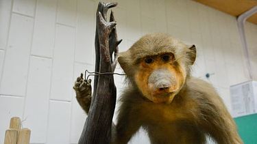 elefantes, pumas y cocodrilos: asi es el museo oseo de la umsnh