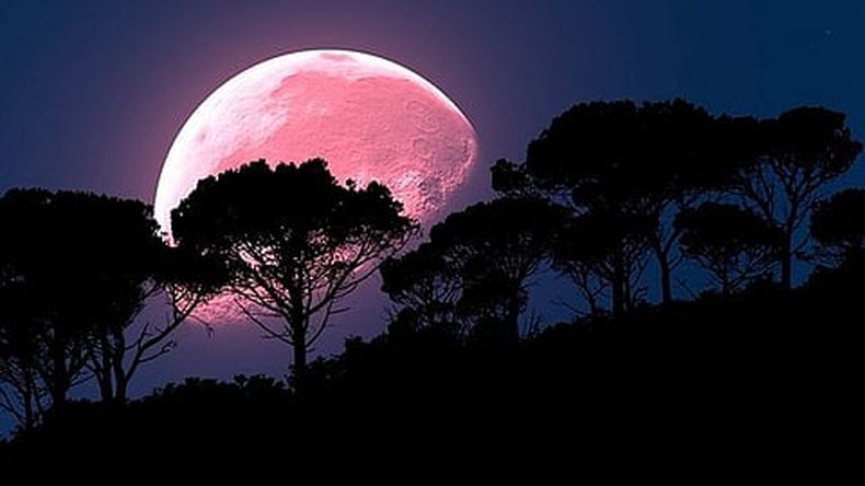 Recibe su nombre por la salida del musgo rosa (Foto: Pixabay)