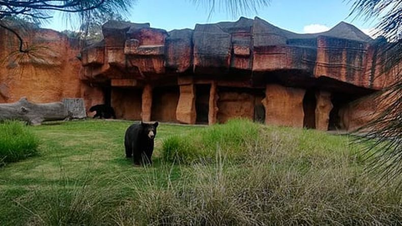 mimorelia%2Fimport%2F2020%2F03%2Fgrid noticias%2Fmorelia%2F22%2Fmimorelia_zoo_morelia.jpg?w=480&auto=format%2Ccompress&fit=max