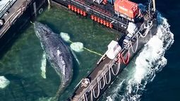 Rescate histórico: ‘Timmy’, la ballena jorobada, inicia su viaje hacia mar abierto