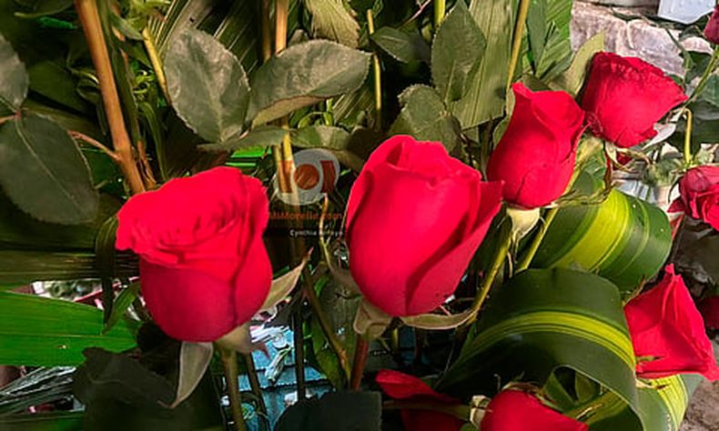 mimorelia%2F2023 01%2F7ac62007 4763 40a6 accf adef908fe334%2Frosas3.jpg?w=480&auto=format%2Ccompress&fit=max