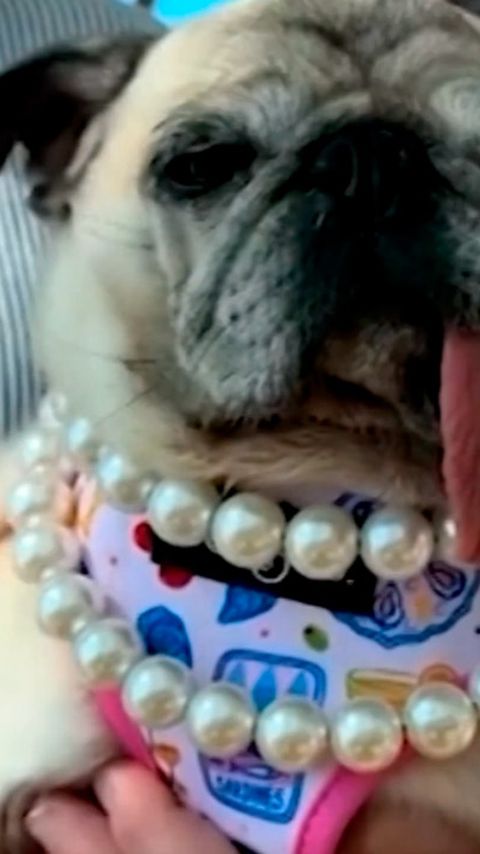 La pug de seis años obtuvo el primer lugar durante el certamen realizado en Santa Rosa, California (Foto: Captura de video)&nbsp;