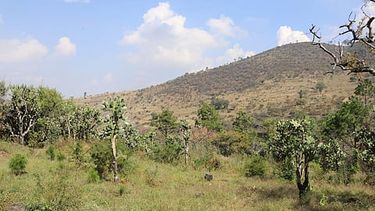 secma monitorea fauna en cerro del punhuato para ayudar a su conservacion