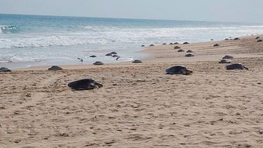 Más de 11 mil tortugas golfinas llegan a playas mexicanas