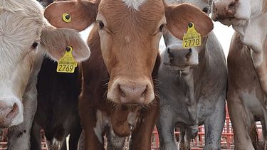 Cierre fronterizo de EU por gusano barrenador golpea la exportación de ganado mexicano; reportan pérdidas millonarias
