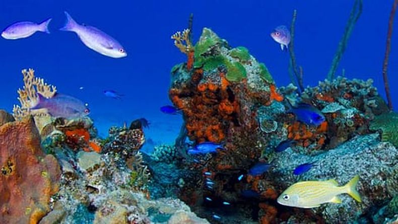 (Foto: ‏@reefcheckdr)