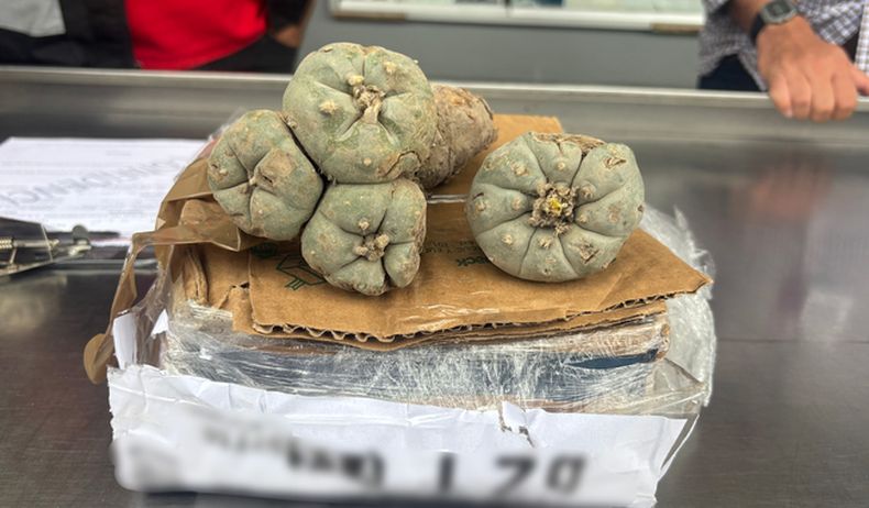 Aseguran cuatro ejemplares de peyote en paquetería de San Luis Potosí